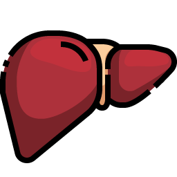 Liver