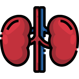 Kidneys